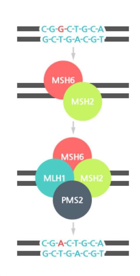 MMR IHC Screening naar familiale predispositie bij colorectaal carcinoom (Lynch syndroom) Verlies van