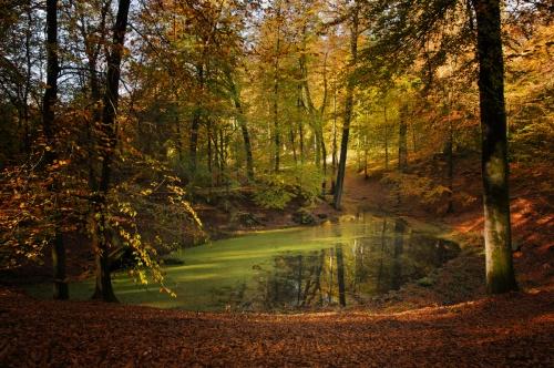 Een geïsoleerde plas in het bos heeft van nature een matige waterkwaliteit