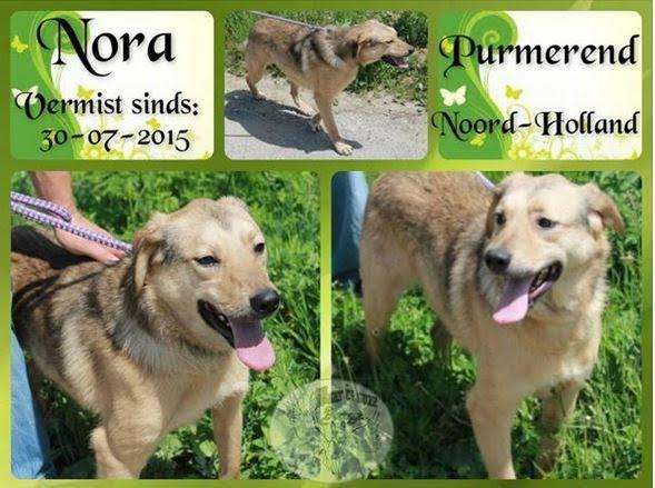 Pagina 4 NEDERLAND Nora s tweede redding Angstige dagen voor het baasje van hond Nora ( Gabriela). Nora was in de ochtend van 30 juli met riem en al ontsnapt in het Leeghwaterpark in Purmerend.