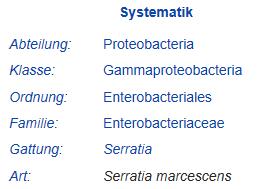 Bacteriële septikemie (bloedvergiftiging) https://wikivisually.com/lang-de/wiki/serratia_marcescens Deze bacterie komt overal voor in de bodem en het oppervlaktewater en op planten en dieren.