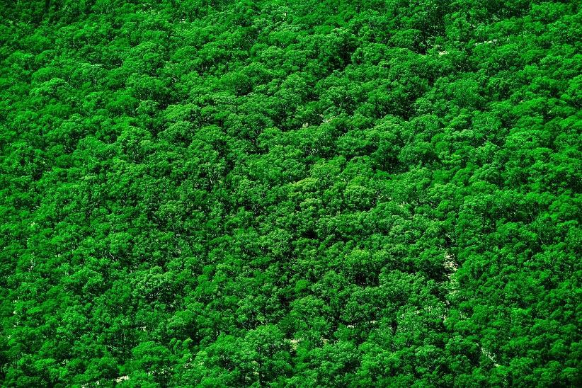 Door de bomen het bos zien Waar zet je EMVI in?