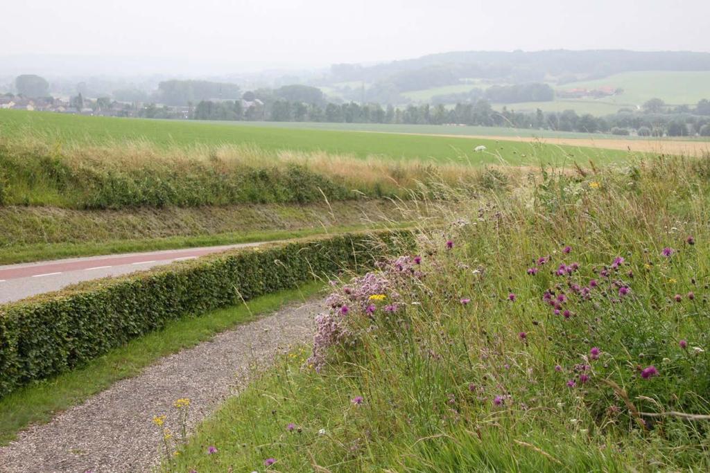De berm van de Van Plettenbergweg tussen Eys en Wittem (14) biedt ruimte voor nectarplanten van kalkhellingen.