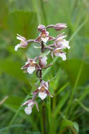 Niet minder dan vijf soorten orchideeën werden op het terrein aangetroffen: De moeraswespenorchis / Epipactis palustris L.