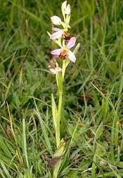 Minder voorkomend is de bijenorchis / Ophrys apifera Huds.
