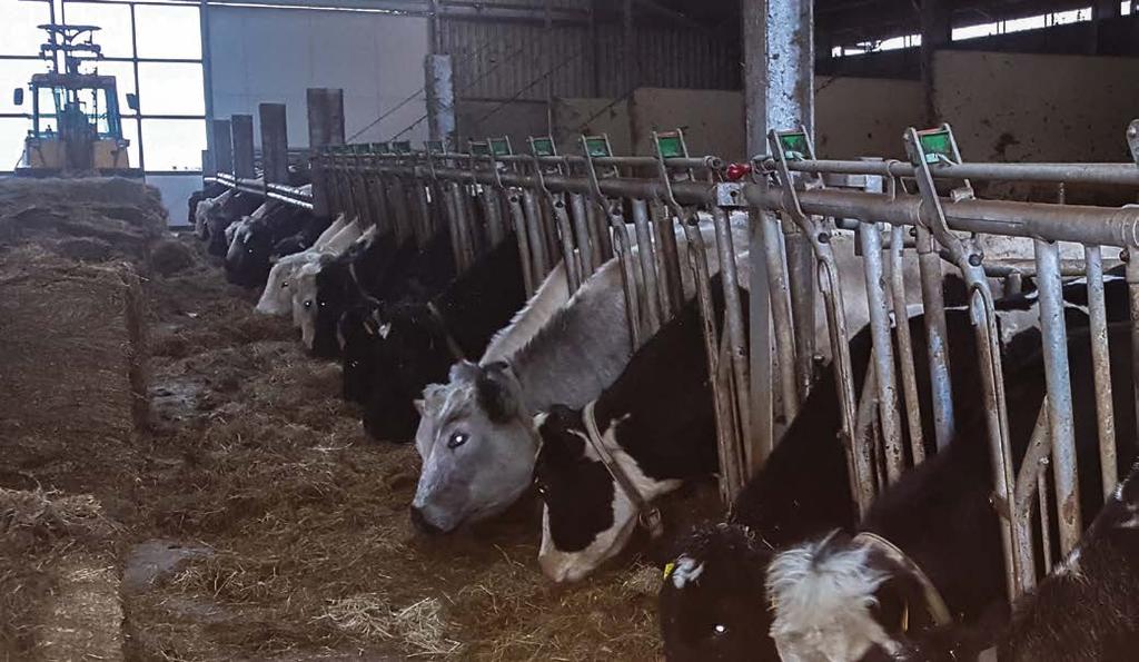 De Belgisch Blauwe koeien eten kuilvoer van grof kruidenrijk gras. Alle kuiskalveren blijven op het eigen bedrijf, de stiertjes verlaten het bedrijf na een paar weken.