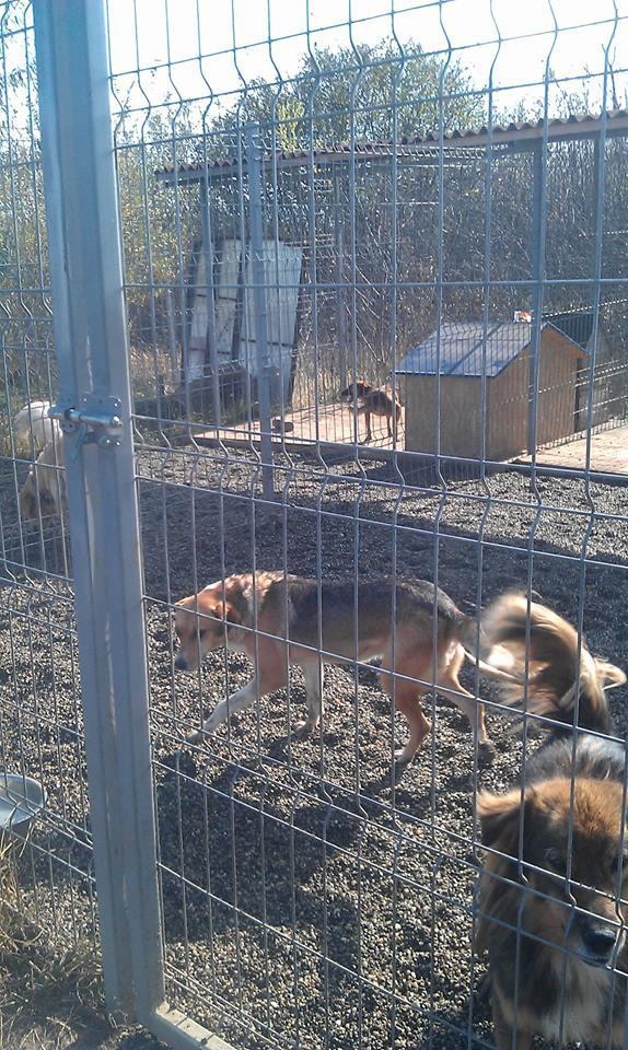 -11-5.2.1. Toelichting Lasten - Moreni In 2014 is een bedrag van 975,-- aan Happy Dogs Moreni (Happy Dogs Garden en Happy Paws Sanctuary) in Moreni overgemaakt.