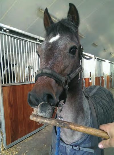 14 Eerste hulp bij dieren Afb. 1.10 Een praam draai je om de bovenlip van een paard. VRAGEN 4. Welk risico loop je bij het gebruik van een snuitbandje wanneer het warm is in de omgeving? 5.