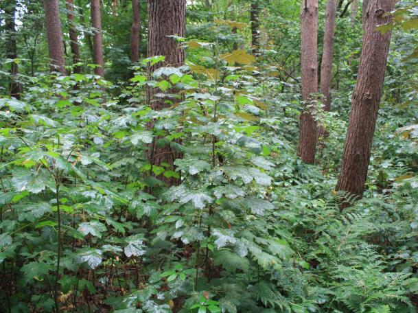 esdoorn Acer pseudoplatanus 3,73 hulst Ilex aquifolium 3,86 haagbeuk Carpinus