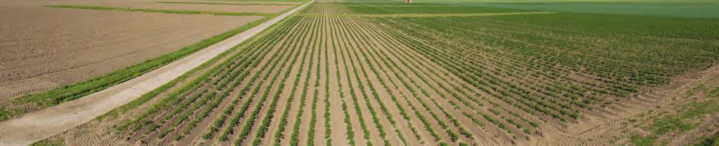 Bodemkwaliteit op zavel/kleigrond De resultaten van de systeemproef bodemkwaliteit zavel/klei laten zien dat de gewassen verschillend presteren in opbrengsten bij verschillende grondbewerkingen.