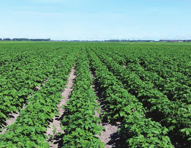 Steenmeel Jaarlijkse toediening van twee soorten steenmeel (van beide 3 t/ha) om de bindingscapaciteit van de bodem voor nutriënten te verbeteren (zeoliet) en om sporenelementen aan de bodem toe te