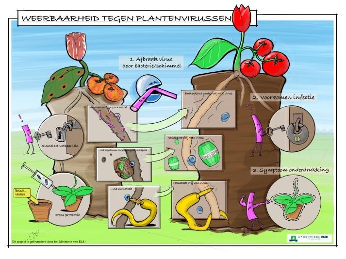 Hoe houden we plantenvirussen beheersbaar?