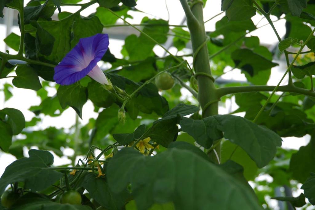 Habitat management Ipomoea