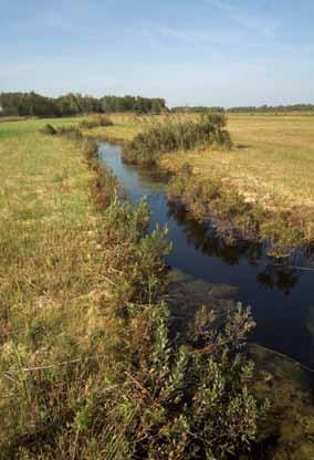 Figuur 24 Habitat van de heikikker in een laagveen. Nieuwkoopse Plassen (zh). Habitat of moor frog in a peat bog. Nieuwkoopse Plassen, province of Zuid-Holland.