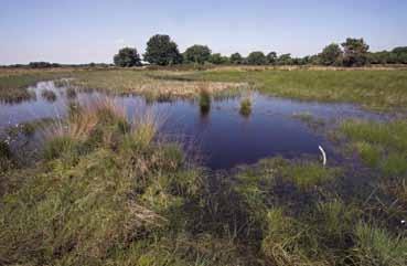 de amfibieën en reptielen van nederland Figuur 33 Voedselarme vennen hebben veel minder vaak beheer nodig dan poelen. Oligotrophic moorland pools need less frequent nature management than ponds.