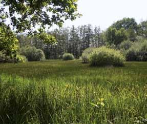 Dit nat schraalland is habitat van poelkikker, levendbarende hagedis en ringslang. The presence of some shrubs in meadows is favourable.