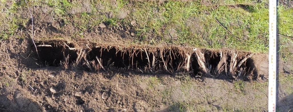 De diameter van de wortels lopen op tot ruim 10 centimeter. Vanwege de intensiteit van de beworteling was het ter plaatse niet mogelijk om dieper te graven.