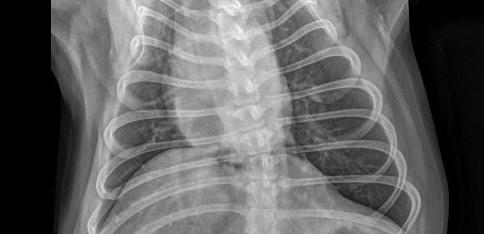 Pulmonaire Bloedvaten Caudale BV: Arterie: lateraal vs.