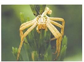Vervellen Spinnen hebben geen skelet. Hun huid is gemaakt van chitine, daar zijn onze nagels en haren ook van gemaakt. Een chitinehuid groeit niet mee dus daarom gaan ze soms vervellen.
