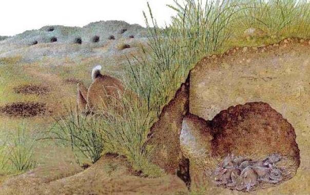 Wilde Konijn Het wilde konijn: Wie is wie? Mannetje = rammelaar of ram Vrouwtje = voedster Waar komen konijnen voor: Ze leven in de vrije natuur, liefst op zandgronden.