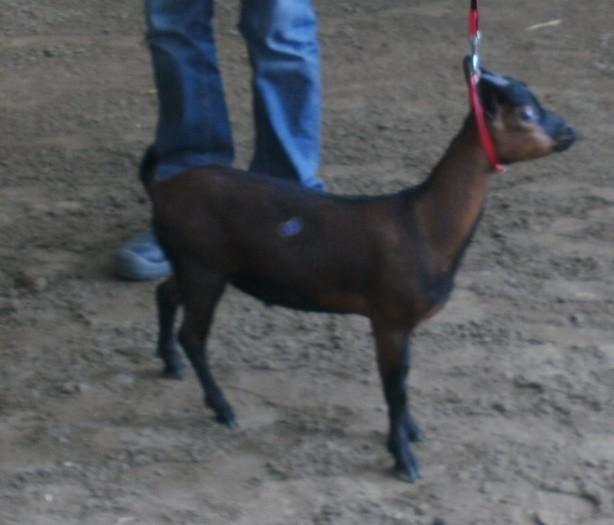 De eerste rubriek jeugdgeiten was een wat gevarieerde rubriek met geitjes van verschillende types.