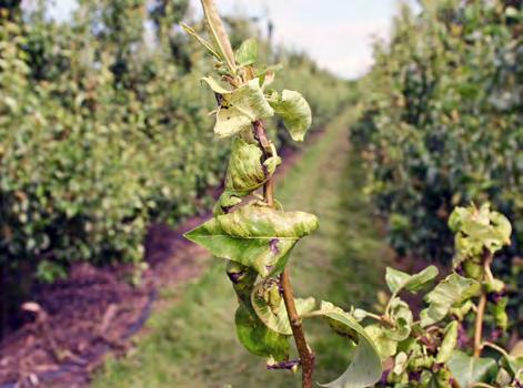 Aantasting op peer is zeldzaam en wordt meestal verward met aantasting van de nauw verwante soort Eriosoma lanuginosum. Begin augustus een monitoring gericht op appelbloedluis uitvoeren.