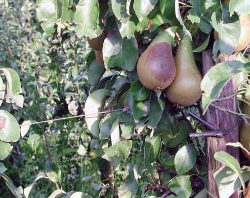 Peer is in het algemeen minder gevoelig voor fruitmot dan appel en wordt meestal pas later in het seizoen aangetast.