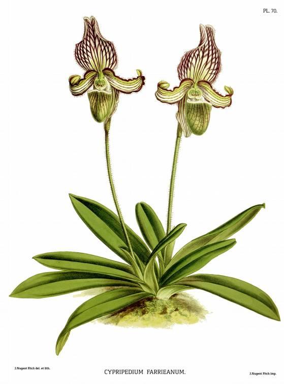 Paphiopedilum fairrieanum