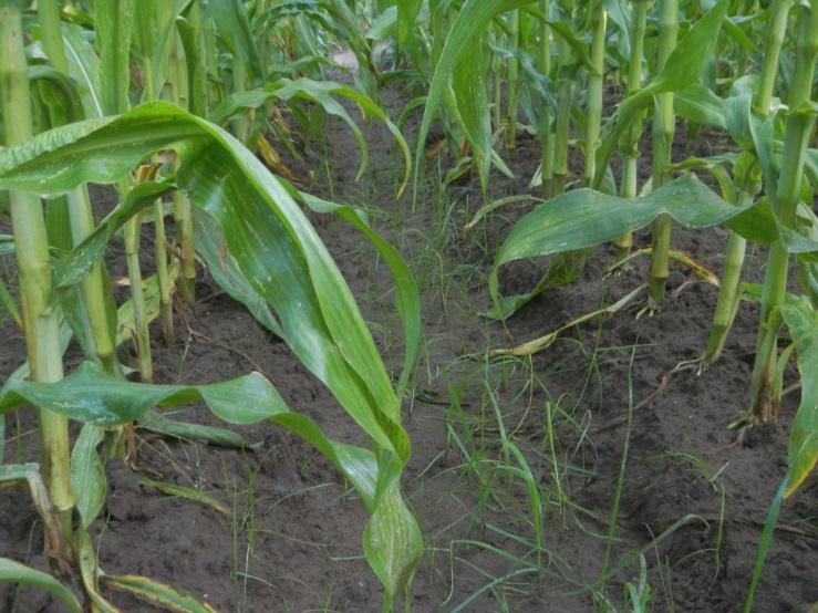 Voldoende vocht om gras te laten kiemen