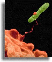Legionella pneumophila : Inleidende begrippen. Een verhaal met of zonder einde?