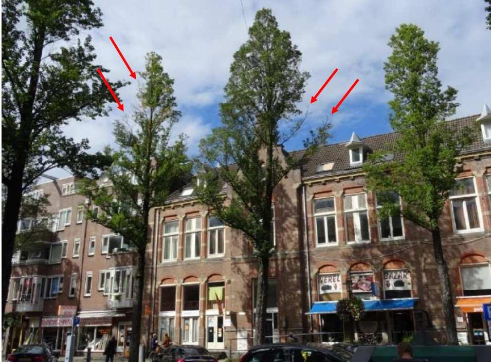 Bomen Effect Analyse (BEA) 75 bomen in de straat; Grootste deel van de bomen gaat nog minimaal 10 jaar mee; Krapte van de groeiplaats omdat bomen te dicht op elkaar staan + dicht netwerk van kabels