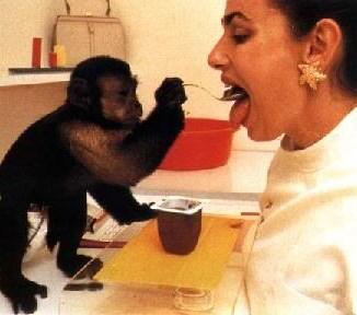 De aap wordt beloond met bana- ADL-helper Apen kunnen net als honden de mens
