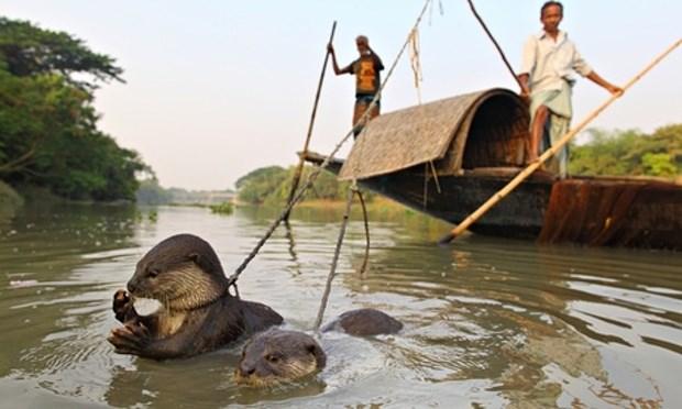 6. Mens en otter In Bangladesh gebruiken