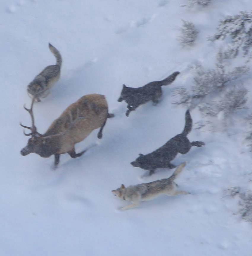 2. Mens en hond Wolven Al duizenden jaren zijn mens en hond met elkaar