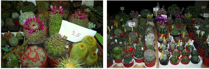 Plantenbeurs Wijnegem 2011. Op zaterdag 7 mei houdt "Cactussen & Vetplanten" haar 4e "Plantenbeurs". Locatie: Zaal AGORA, 't Gasthuis, Turnhoutsebaan 199, 2110 Wijnegem ( centrum ).