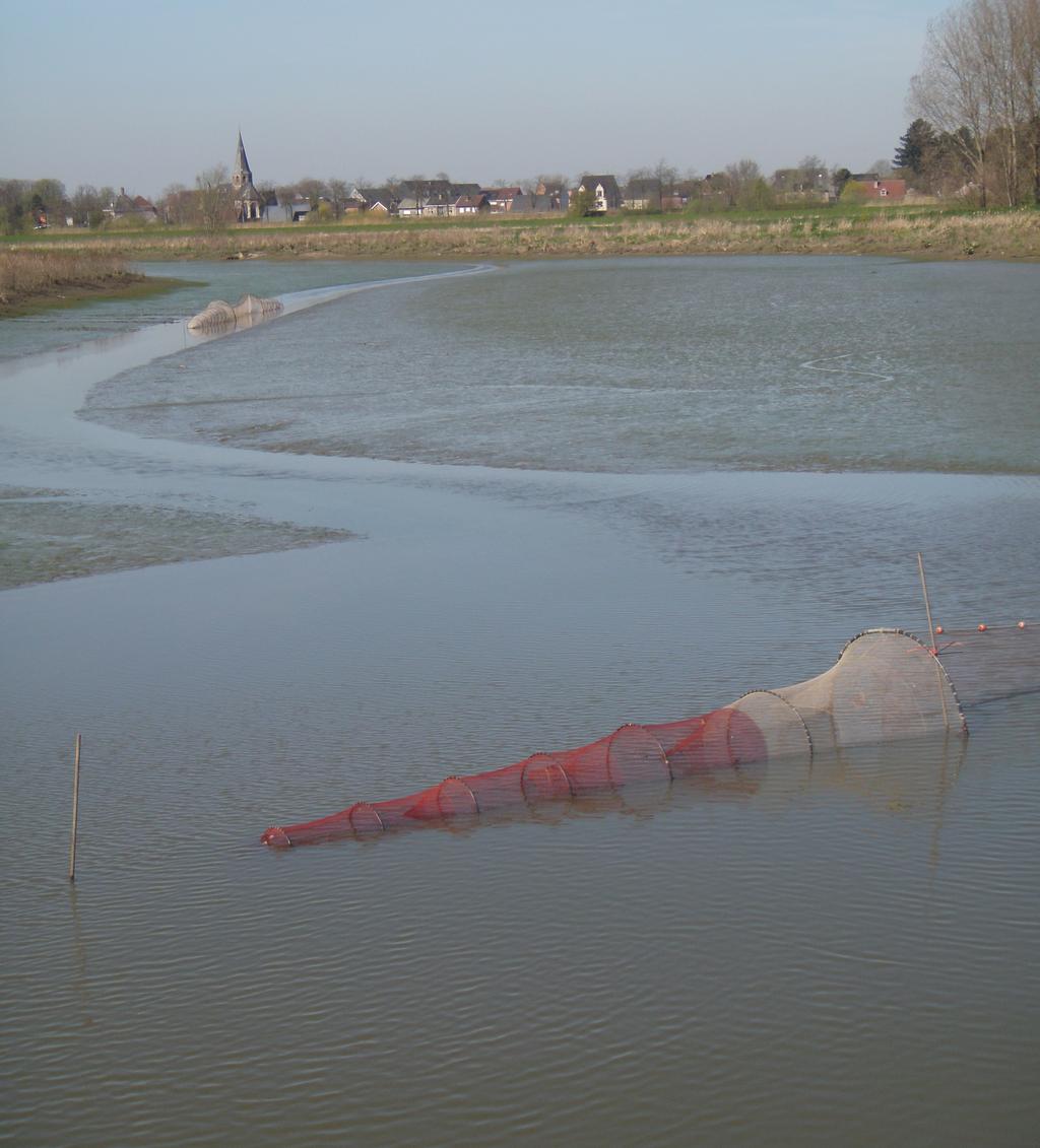 Opvolgen van het visbestand in het overstromingsgebied Bergenmeersen Viscampagnes 2013-2015 Jan Breine,