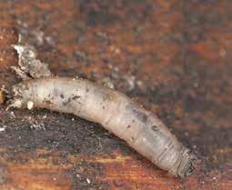 Emelten Emelten zijn de larven van de langpootmug. Lang dik grijsbruin lijf zonder poten. Geen duidelijke kop, maar soort zuignap. Kunnen tot wel 5 cm lang worden.