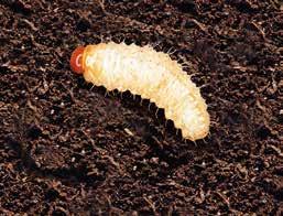 Taxuskever en larven Wit tot roomkleurig lijf zonder pootjes. Ze zijn zichtbaar in de bodem. Taxuskeverslarven vreten ondergronds aan de wortels van de plant.
