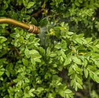 De eitje worden op de onder- en bovenzijde van de blaadjes afgelegd. De eerste generatie rupsen verschijnt vanaf eind juli en piekt in augustus. Ze vreten aan de buxus tot ze verpoppen.