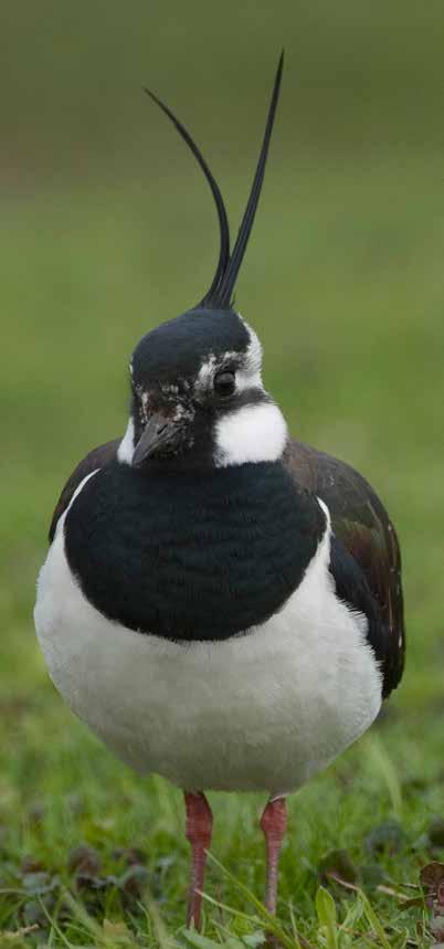 Randvoorwaarden voor succes Kerngebieden De oppervlakte aan geschikt leefgebied voor weidevogels wordt in hoog tempo kleiner.