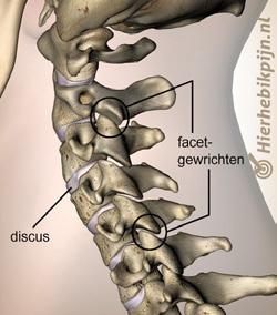 4.1 Wat is een (proef) facetinfiltratie? De wervelkolom bestaat uit 24 wervels: 7 halswervels (cervicaal), 12 borstwervels (thoracaal) en 5 lendewervels (lumbaal).