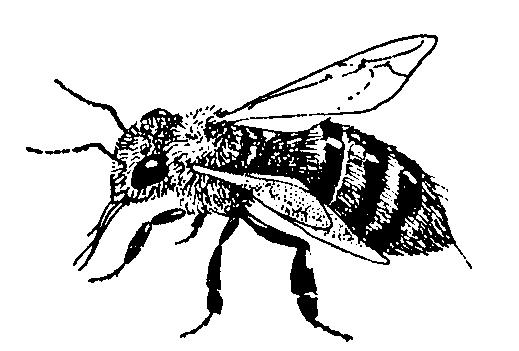 Bijenhuis Kijk door de raampjes in de schutting: wat zie je? De bijen zijn druk bezig.