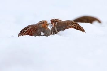 2.2.2.3. Winter In de winter komen patrijzen meestal in groepen voor van één of enkele families. Zeker als er sneeuw ligt, maakt dit het makkelijk om de patrijzen waar te nemen en te tellen.