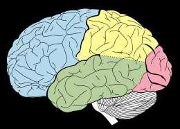 De werking van het brein Hoe leert het brein?