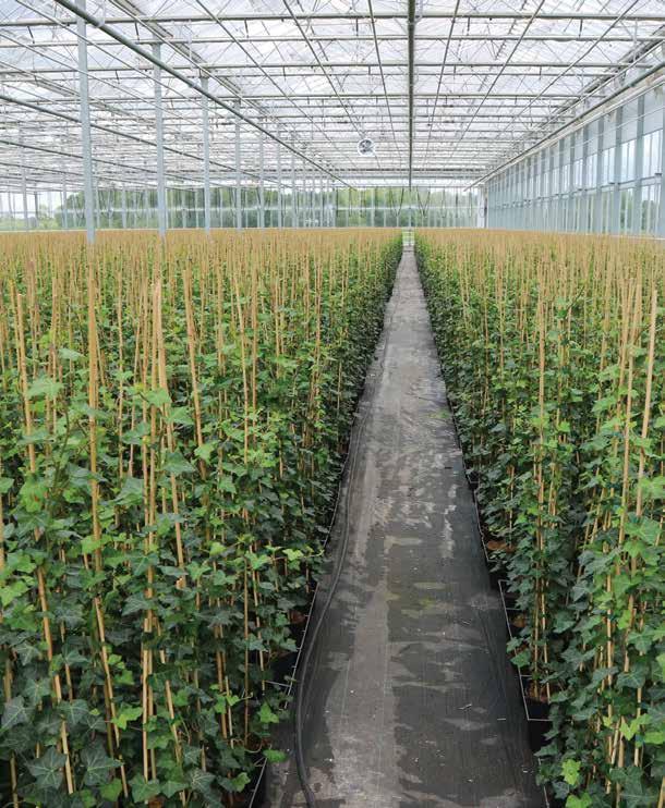 Hedera max Kluit/Pot Potmaat Opmerking Hedera helix Woerner - cm 1 2 ltr.