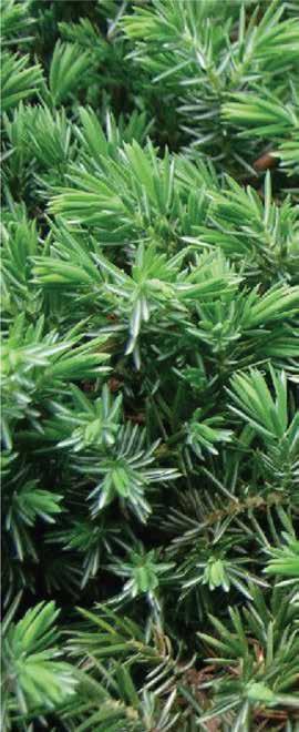 Juniperus max Kluit/Pot Potmaat Opmerking Juniperus communis Arnold Juniperus communis Arnold Juniperus communis Hibernica Juniperus communis Hibernica Juniperus communis