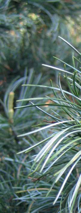 Pinus max Kluit/Pot Potmaat Opmerking Pinus flexilis Vanderwolf s Pyramid -1 cm 170 Pinus heldreichii Malinki 80-90 cm 12 ltr. Pinus heldreichii Satellit 15 ltr.