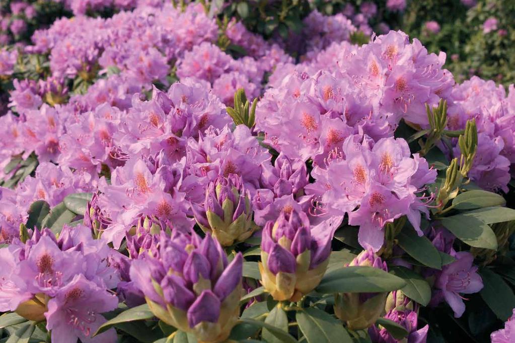 Rhododendron max Kluit/Pot Potmaat Opmerking Rhododendron Blue Peter -60 cm Ø 80+ cm 85 A1 lila / blauw donker Rhododendron Catawbiense Album -60 cm Ø 60+ cm 85 A1 wit Rhododendron Catawbiense