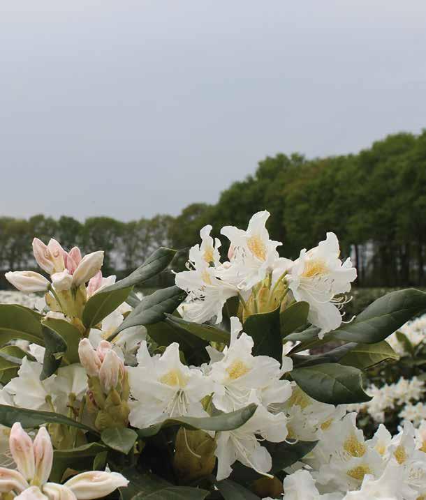 rose Rhododendron Ponticum Roseum Ø + cm A1 rose Rhododendron Ponticum Roseum - cm Ø + cm 55 A1 rose Rhododendron Roseum Elegans -60 cm Ø 60+ cm 85 A1 lila-roze/ donker hart Rhododendron Roseum