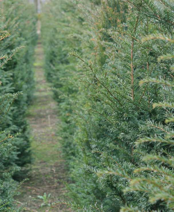 Taxus max Kluit/Pot Potmaat Opmerking Taxus baccata -60 cm 80 Taxus baccata 105 Taxus baccata Taxus baccata 10 ltr.