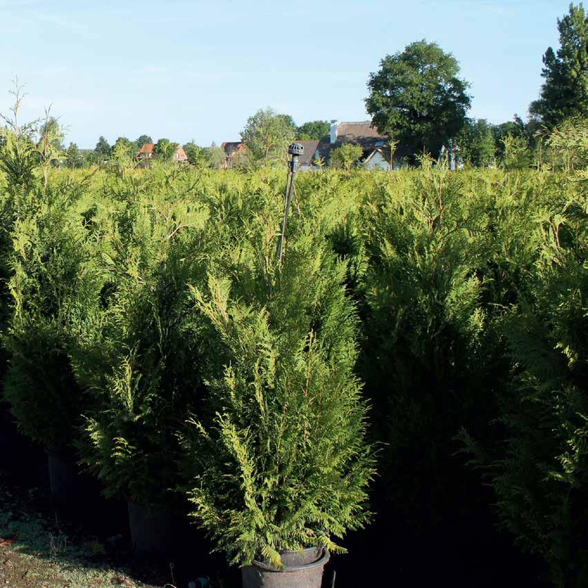 Thuja / Tsuga Kluit Mit Ballen Rootball Dr.